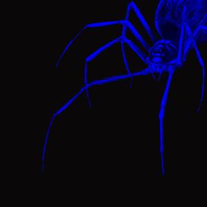 Web