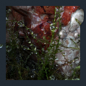 Stolen Accuracy (Original)