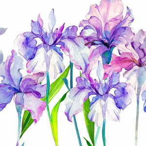 Iris（虹霓）feat.心华JP