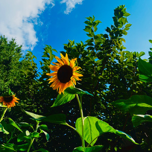 Jewel of a Treasure (feat. 弓部岳樹)