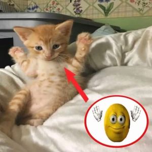 "软肋" sasi x bobby x sadpiano x 痛苦旋律伴奏