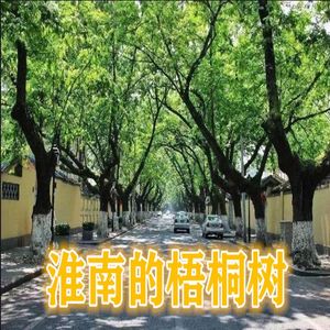 淮南的梧桐树