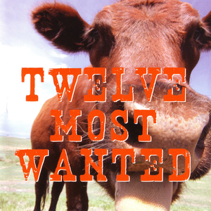 Het Fluiten Van De Merel