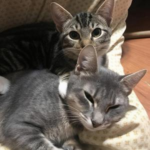 limerence (slowed + instrumental)