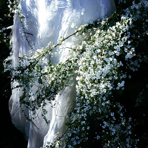 Town Blunt（氛围版）