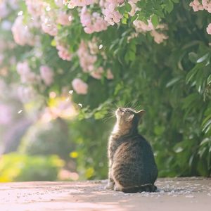 院儿里的小日子（欢快版）