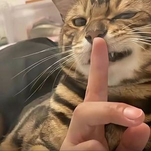 特仑苏（特仑苏 remix）