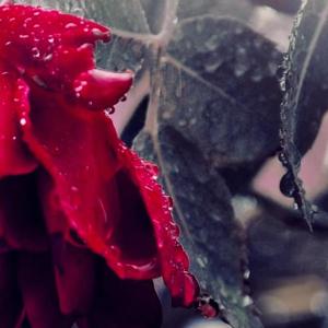 我想你了（Cover：陶峻汐）（翻自 陶峻汐）