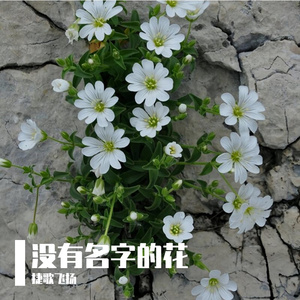 没有名字的花