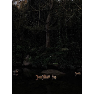 Later Life of A Child