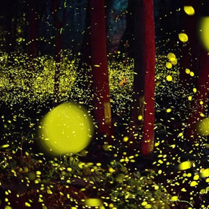 萤火虫在飞舞 (DJ版伴奏)