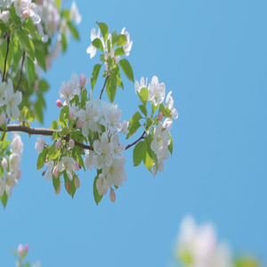 春雨朦胧 (下雨天)