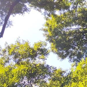 Walking Through The Leaves