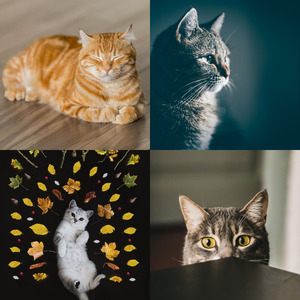 精彩可爱猫咪环境