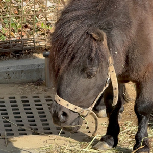 登山鉄道 は進む
