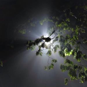 i lead & they follow