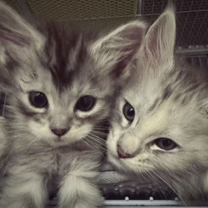 你是我藏在日记本里的季节