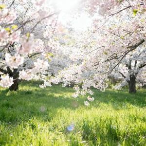 相见非欢 (Cover 叶里)