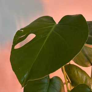 Monstera