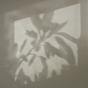 月光下暧昧（一段）（翻自 邹沛沛）