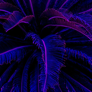 Jungle (feat. TahJae)