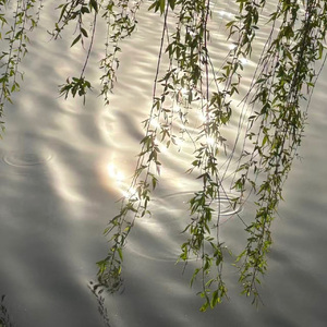 【古琴】静观吟