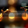 Feather Touch Nature Sounds - Midget Insects