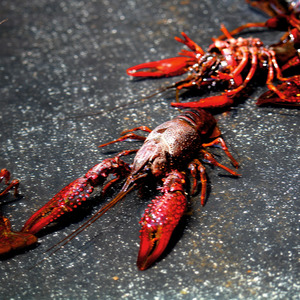 Toil and Strife (instumental)