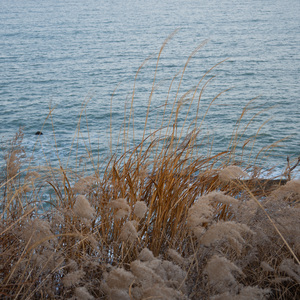 像烟火爱过.wav（翻自 单依纯）