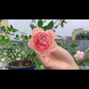 花之舞（钢琴版）