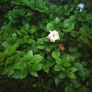 我终于明白（翻自 韦星弟）