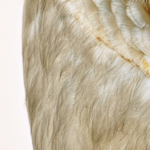 It Is a Frightening Thing to Be Lost in the Middle of the Wood