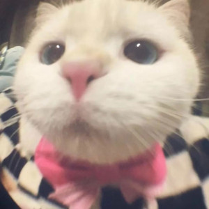 困困的金蟒之歌