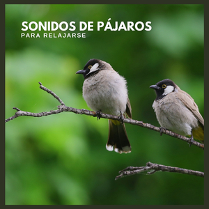 Sonidos de Pájaros para Relajarse (P77)