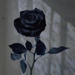 黑玫瑰