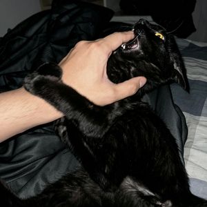 Bite