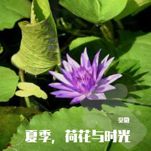 夏季，荷花与时光