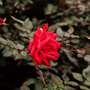 Colores Que No Mienten