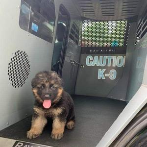 K9