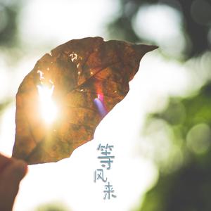 等风来新歌 伴奏