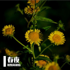 巴拉莱卡-yimo翻唱版