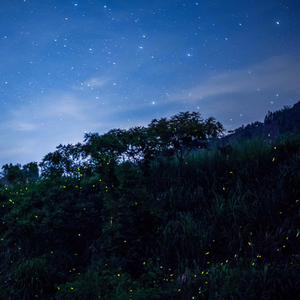 梦中的春日湖畔 (放松大脑)