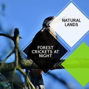 Scarlet Northen Flicker