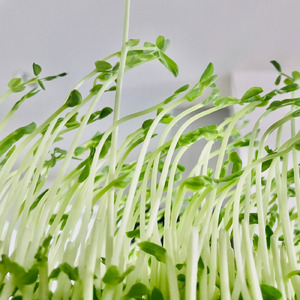 Toumyou (feat. 花隈千冬)