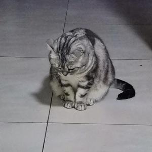 丢了你（翻自 井胧）