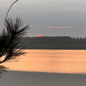 盛开在冬天的水仙