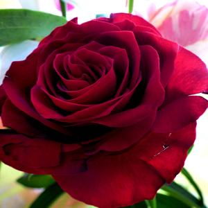 ΚΡΑΤΑ ΤΟ ΛΑΒΑΡΟ ΨΗΛΑ