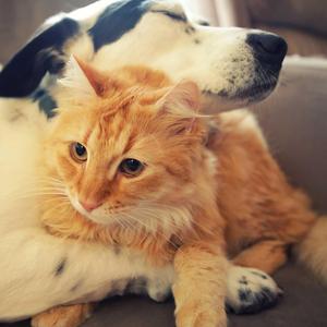 A Viral Video of My Famous Pet Cat Song