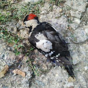 _Druck (Rumblebreak)