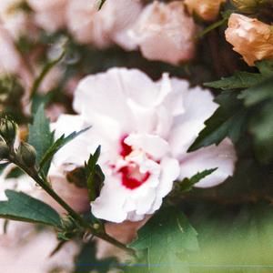 true love x HEARTACHE